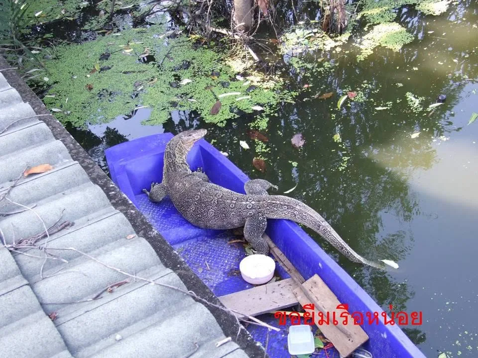 ตัวเงินตัวทองขึ้นมาอยู่บนเรือลำเล็กข้างบ้านช่วงน้ำท่วม