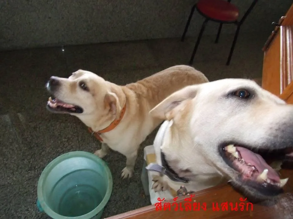สุนัขสองตัวในบ้านช่วงน้ำท่วม พร้อมกะละมังน้ำ
