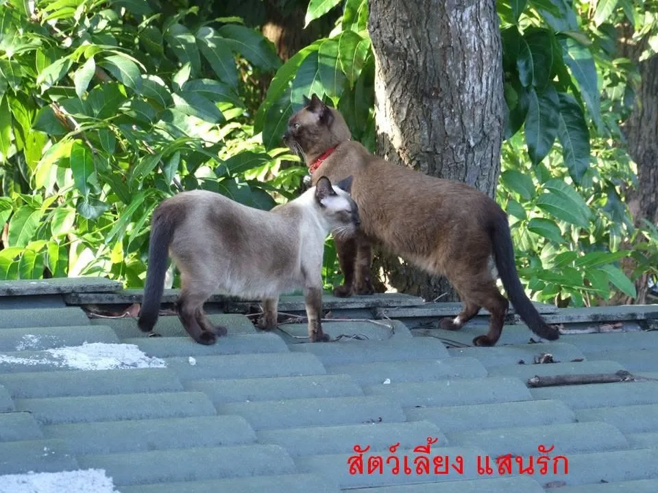 แมวสองตัวบนหลังคาช่วงน้ำท่วม
